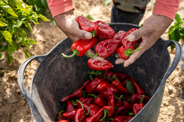 farmer harvesting piquillo peppers on a plantation, Mendigorria, Foral Community of Navarre, Spain