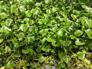 close up of Water hyacinth