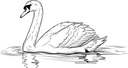 Elegant swan swimming peacefully on the water, line art style © asma