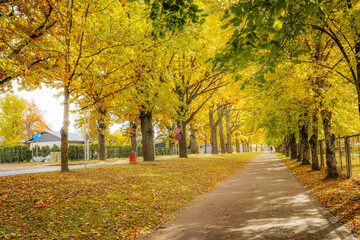 Obraz premium A peaceful path surrounded by tall trees with golden autumn foliage, casting dappled sunlight and shadow on the grassy and paved path.