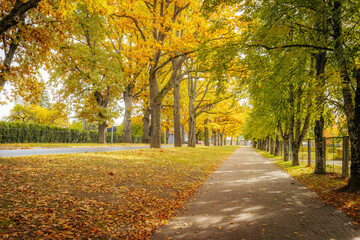 Naklejka premium A peaceful path surrounded by tall trees with golden autumn foliage, casting dappled sunlight and shadow on the grassy and paved path.