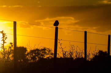 Bird silhouette on fence post at vibrant golden sunset sky