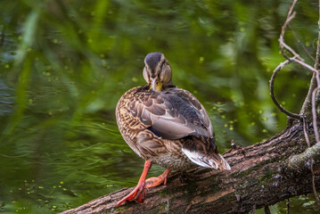 Female mallard duck swimming gracefully in a serene pond surrounded by vibrant green lily pads, showcasing the beauty of nature and wildlife in a tranquil setting