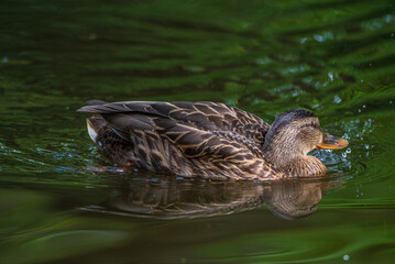 Female mallard duck swimming gracefully in a serene pond surrounded by vibrant green lily pads, showcasing the beauty of nature and wildlife in a tranquil setting