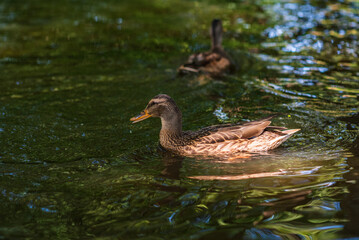 Female mallard duck swimming gracefully in a serene pond surrounded by vibrant green lily pads, showcasing the beauty of nature and wildlife in a tranquil setting
