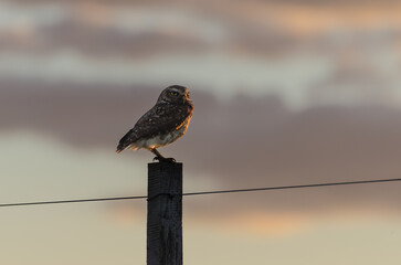 Lone owl on post at sunset, silhouetted against colorful sky