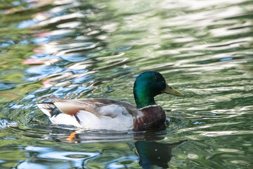 Obraz premium Female mallard duck swimming gracefully in a serene pond surrounded by vibrant green lily pads, showcasing the beauty of nature and wildlife in a tranquil setting