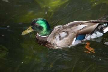 Female mallard duck swimming gracefully in a serene pond surrounded by vibrant green lily pads, showcasing the beauty of nature and wildlife in a tranquil setting