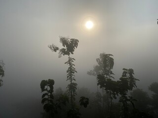 grassy mountain slope with a wooden fence, lit by morning sun. Tall evergreen overlooks hazy valleys. moody winter sunset over the Cotswold countryside. Sunlight on the morning with sea of fog.