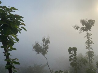 grassy mountain slope with a wooden fence, lit by morning sun. Tall evergreen overlooks hazy valleys. moody winter sunset over the Cotswold countryside. Sunlight on the morning with sea of fog.