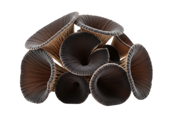 A cluster of dark brown trumpet mushrooms isolated on a transparent background