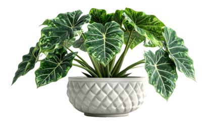 Lush green plant with large, veined leaves in a white diamond-patterned pot