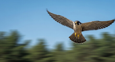 Fototapeta premium A powerful peregrine falcon in mid-flight, captured with a dynamic panning shot that blurs the green forest background, showcasing its incredible speed and agility