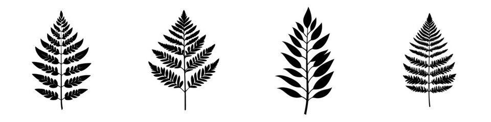 Detailed collection of fern illustrations showcasing various leaf shapes and designs for botanical reference or artistic inspiration