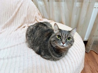 Gray cat with green eyes is lying on a pillow in a room