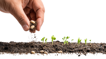 Hand planting a young seedling with small green sprouts growing in soil symbolizing growth and nature isolated on white background