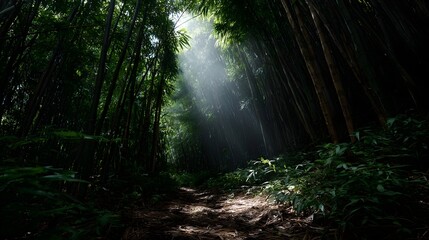 Obraz premium Sunlight streams through a dense bamboo forest illuminating a winding forest path