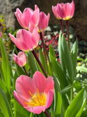 Pink tulips in the garden.