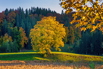 Allgäu - Herbst - Baum - Oberstdorf - eingefärbt - Oktober