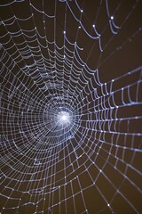 Naklejka premium there is a spider web in the middle of a spider ' s web