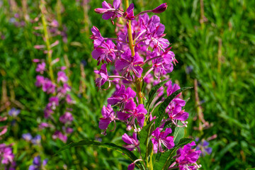 Tall fireweed plant with bright magenta flowers, elongated green leaves, blooming in open grassy field, symbolizing resilience, herbal benefits, pollinator attraction, and ecological restoration