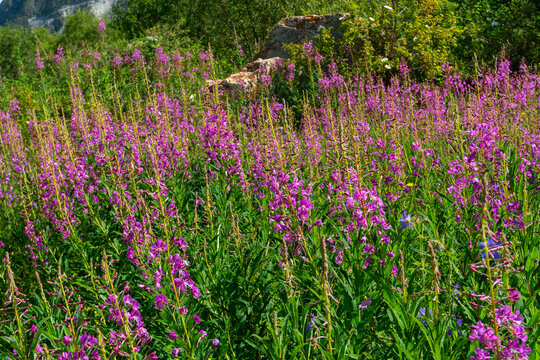 Dense cluster of fireweed plants with tall stems, vivid pinkish purple blossoms, surrounded by greenery, rocky outcrop, wild habitat, medicinal and ecological significance, summer season