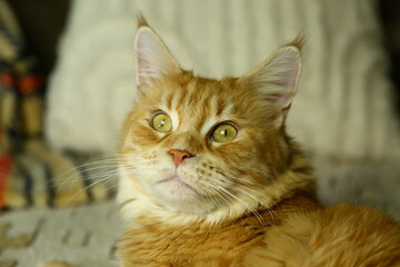Beautiful fun orange maine coon cat lying and sleeping on the couch at home. Bright cute fur pet portrait