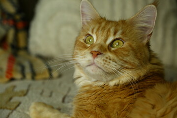 Beautiful fun orange maine coon cat lying and sleeping on the couch at home. Bright cute fur pet portrait