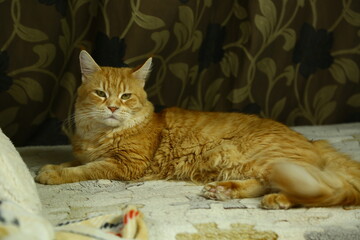 Beautiful fun orange maine coon cat lying and sleeping on the couch at home. Bright cute fur pet portrait