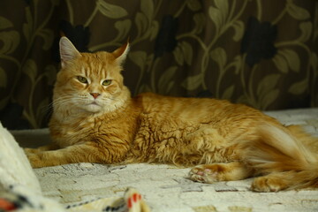 Beautiful fun orange maine coon cat lying and sleeping on the couch at home. Bright cute fur pet portrait