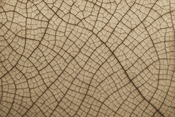 Fototapeta premium Sepia Vein Pattern: Extreme Macro Close-up of Leaf Structure and Organic Texture