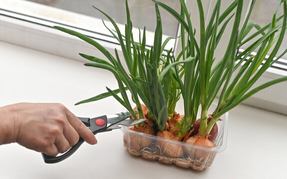 Female hands cut green onions growing on the windowsill. concept of fresh onion greens.
