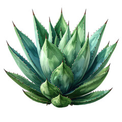 Fototapeta premium A vibrant, detailed depiction of a blue-green succulent, set against a stark black backdrop