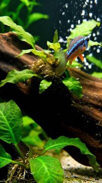 Closeup of espei rasbora fish swimming in freshwater aquarium with plants