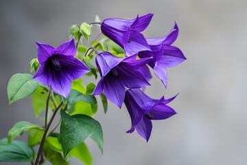 vibrant campanula blooms garden photo high resolution picture