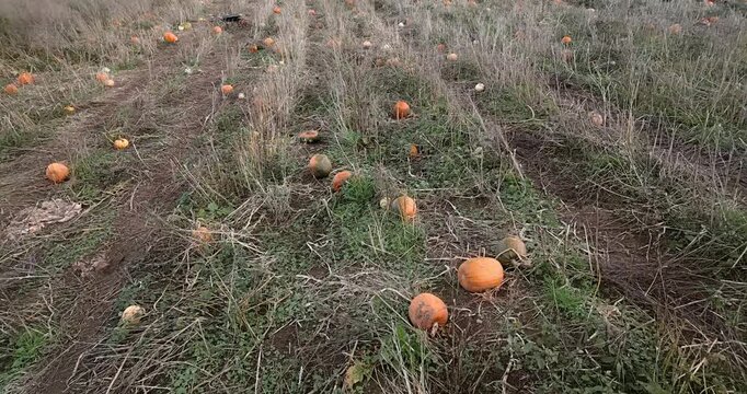 Flying Over Pumpkin Patch | Forward Camera Movement | 4k Video | Drone footage