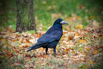 The crow is in the forest