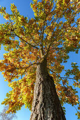 Low-Angle View of a Large Old Tree with Golden Autumn Leaves and Blue Sky