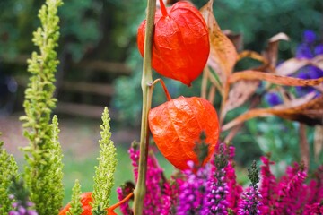 Bunte Herbstkrautpflanzen mit orangeroten Lampionblume in Garten am Nachmittag im Herbst