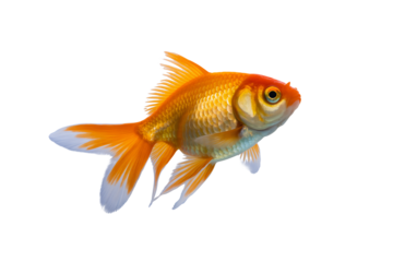 Vibrant goldfish swimming gracefully, showcasing elegant fins and scales, ideal for aquatic themes, pet stores, and decorative designs
