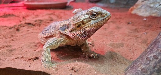 Close-up of a bearded dragon lizard in a terrarium, resting on red sand