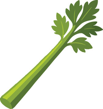 Green celery stalk with leaves illustration vegetable