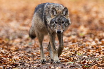 Female Wolf(Canis lupus) walking towards camera