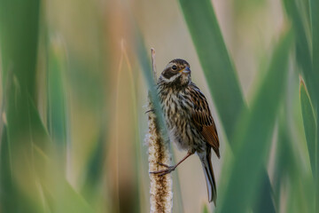 Common Reed Bunting(Schoeniclus schoeniclus) on reed