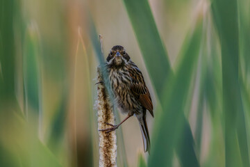 Common Reed Bunting(Schoeniclus schoeniclus) on reed