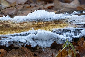 Hair ice forming on decaying wood in autumn forest