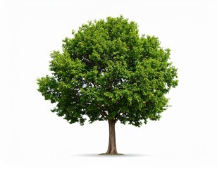 Lush green deciduous tree isolated on clean white background for design projects and environmental