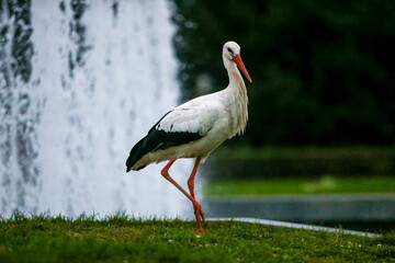 Graceful white stork enjoying a city fountain in peaceful urban park