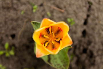 View of the tulip from above. The insides of the tulip.