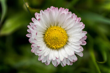 Strawflower in center frame.